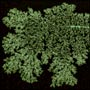 Dendron